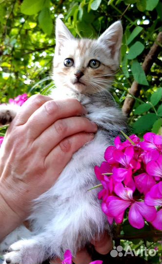 Котёнок девочка в добрые руки