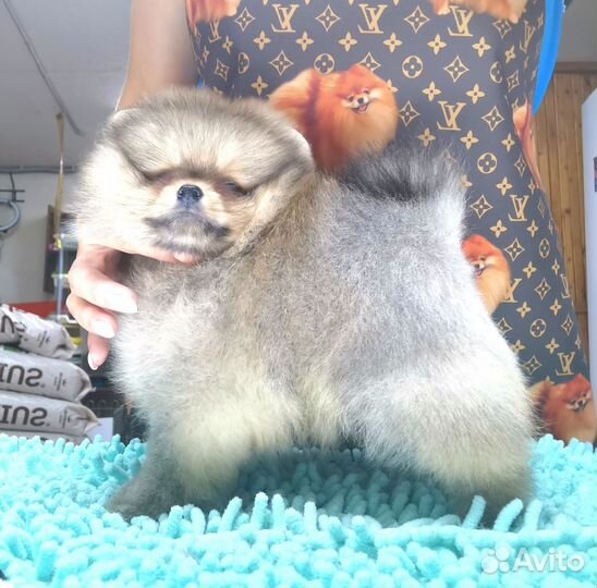 Шпиц Мини мальчик в типе мишка