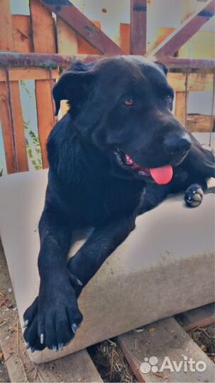 Лабрадор помесь умный год