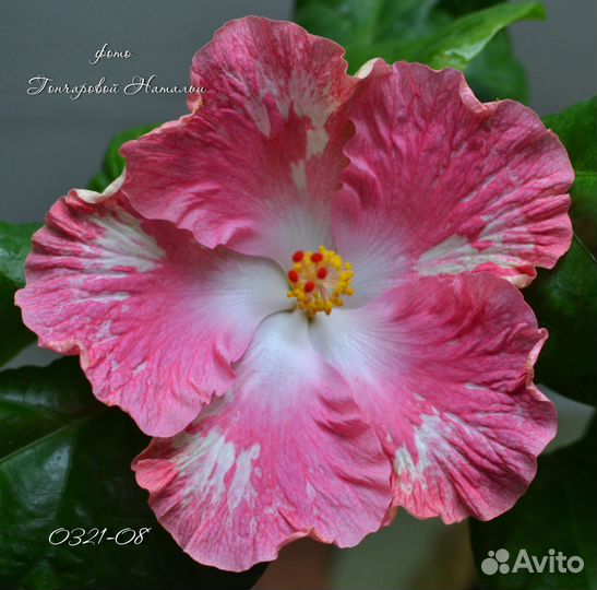 Срезы сортовых гибискусов