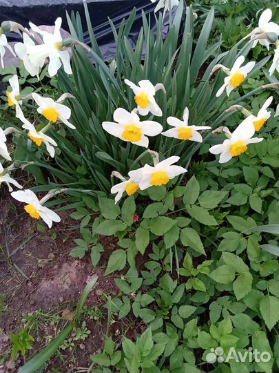 Примула, нарцисс, рябчик королевский