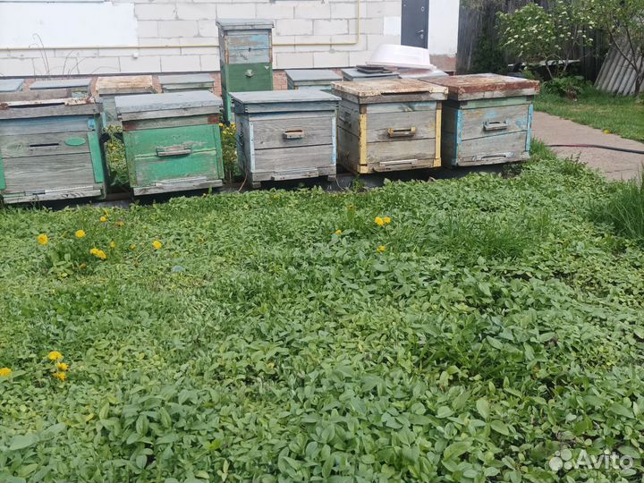 Продам ульи для пчел
