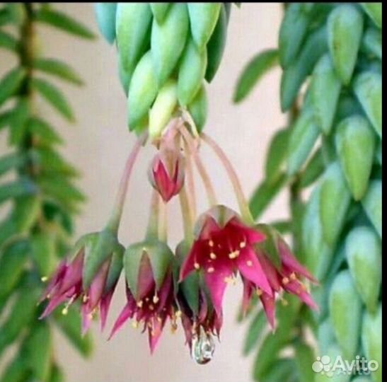 Очиток Моргана