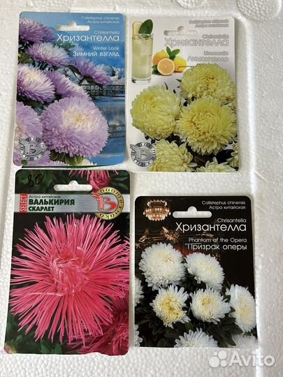 Хризантелла рассада