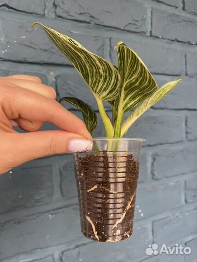 Филодендрон биркин