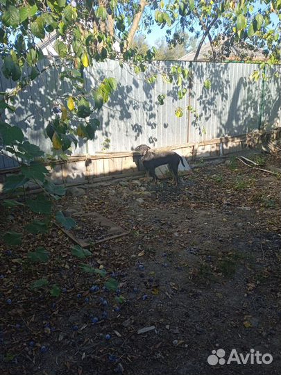 Отдам собаку