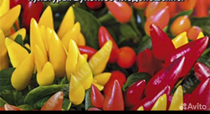 Перец комнатный острый (многолетний)