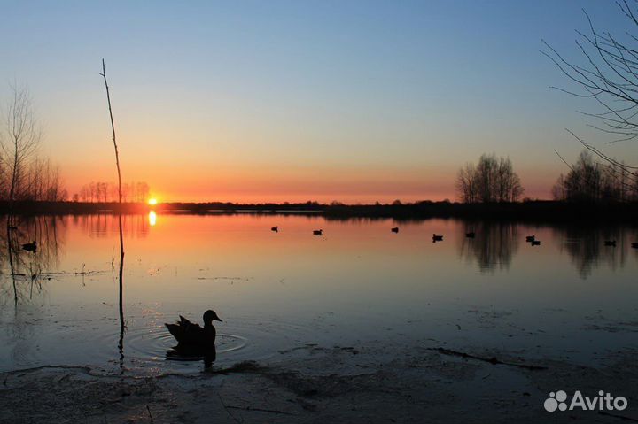Подсадные утки для охоты