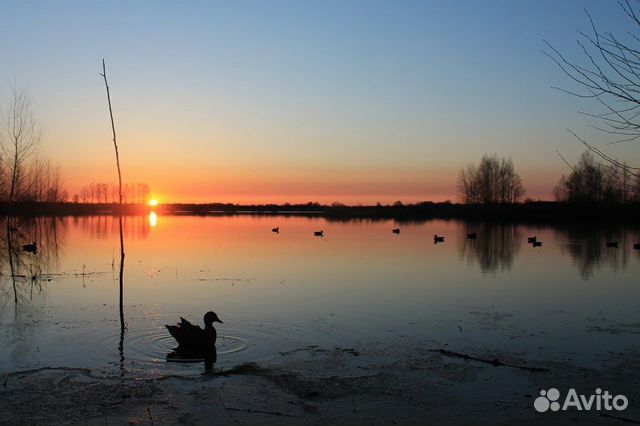 Подсадные утки для охоты