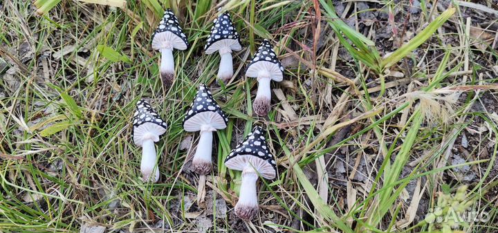 Брошь значок мухомор грибы ручная работа