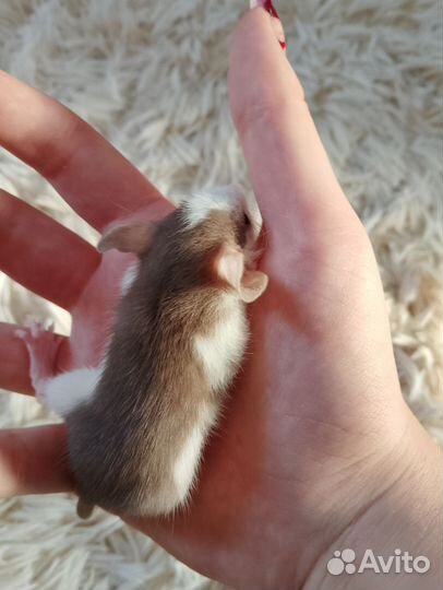 Крысята дамбо