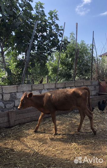 Коровы дойные