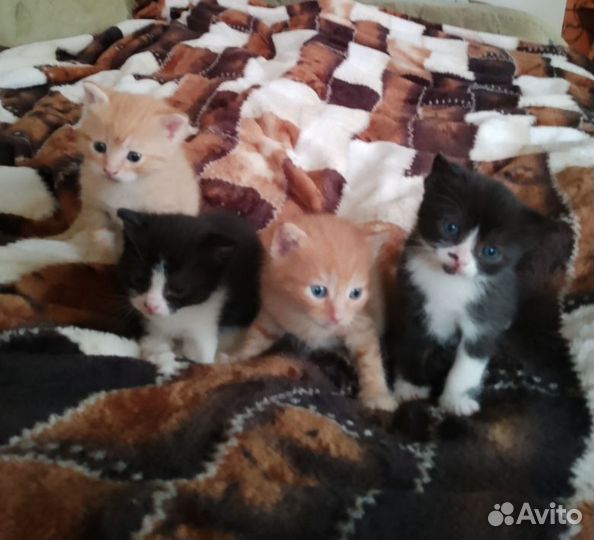 Отдам котят, добрым, заботливым хозяевам