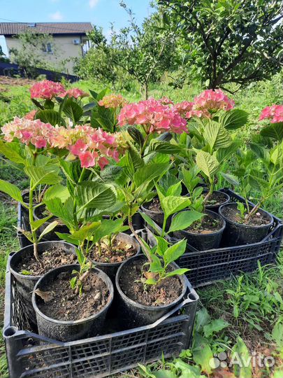 Гортензия крупнолистная