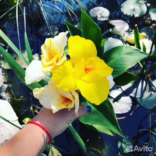 Растения для водоема и Вашего сада