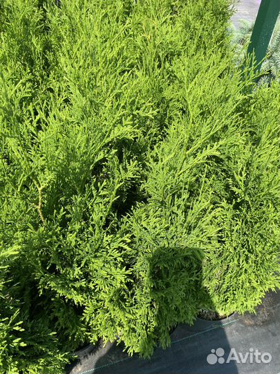 Туя западная 