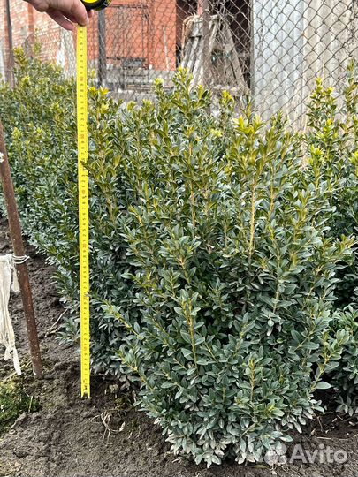 Вечнозеленые кустарники Самшит