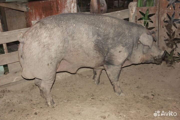 Продам Дюрка