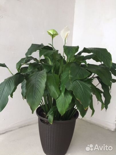Спатифиллум