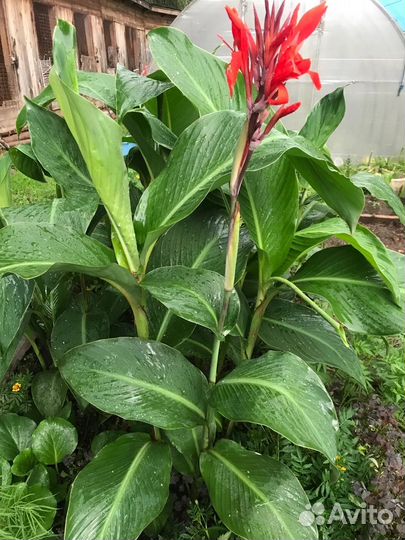 Клубни канны