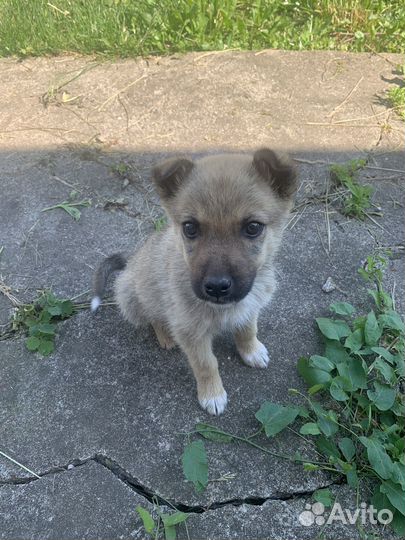 Щенки дворняжки и хаски