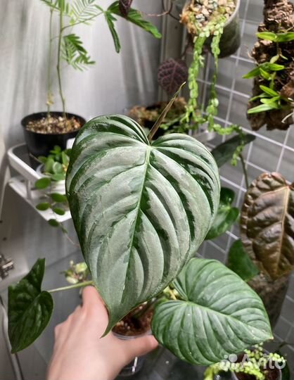 Филодендрон маджестик