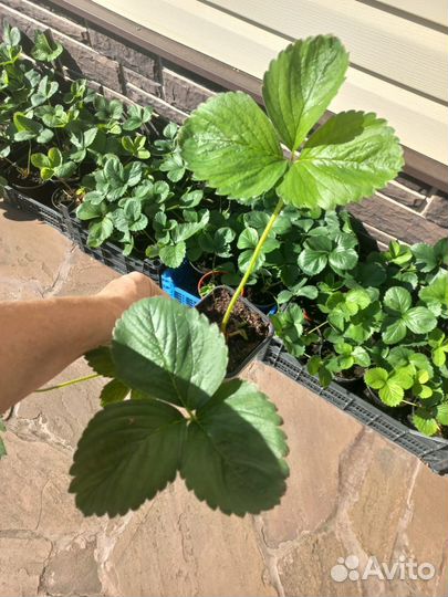 Клубника, саженцы, сорт Фестивальный