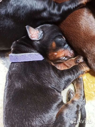 Щенки добермана