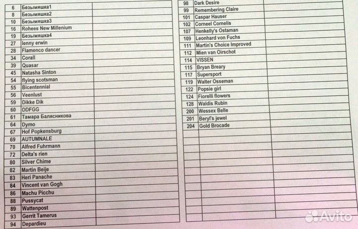 Фуксии(продолжение), беллеконии и другие комнатные