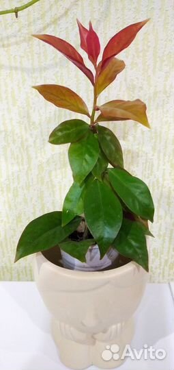 Переския (Готсеффа)