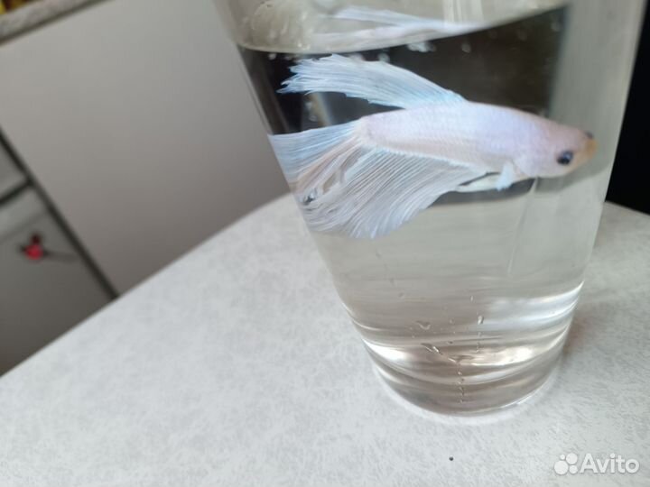 Аквариумные рыбки петушок