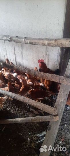 Куры.Петухи