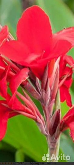 Цветы канны