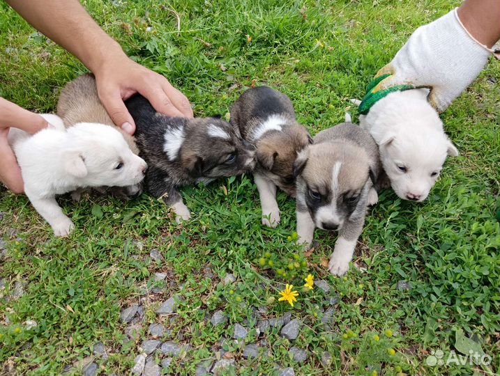 Щенки в добрые руки