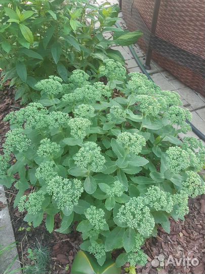 Очиток видный