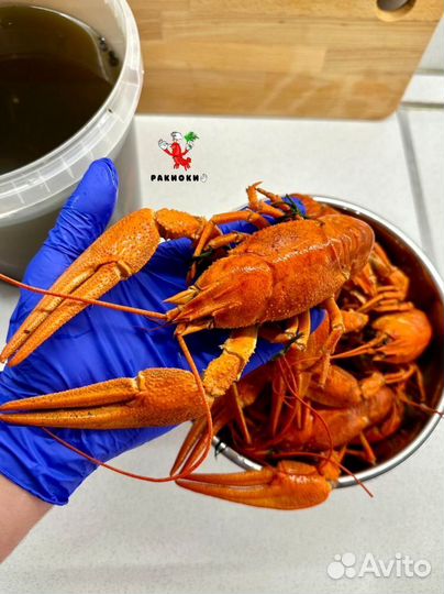 Живые и Варёные Волжские раки. Доставка