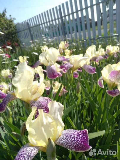 Ирисы