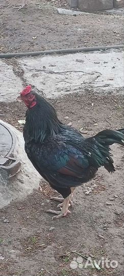 Петухи Корниш