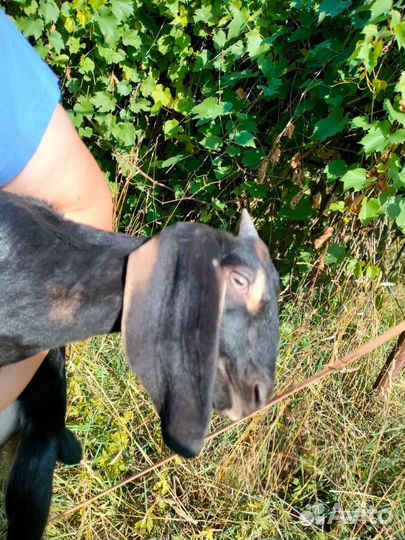 Молоденький козлик