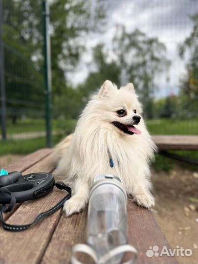 Померанский шпиц (Первая вязка) кобель