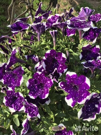 Кашпо с ампельной петунией