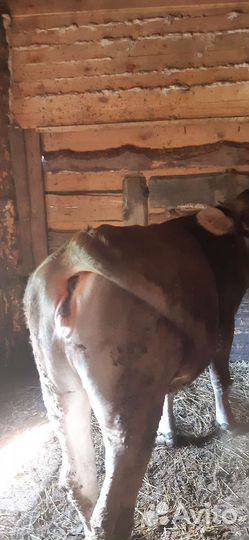 Телка 1.5 года