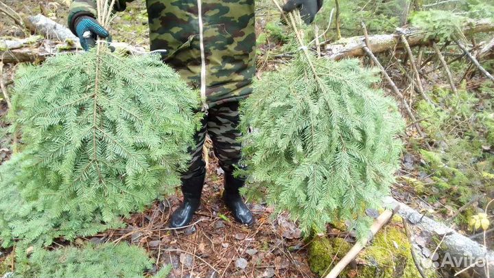 Пихтовые веники