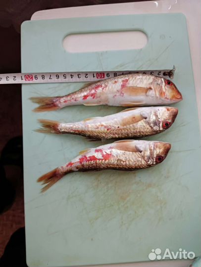 Свежая рыба