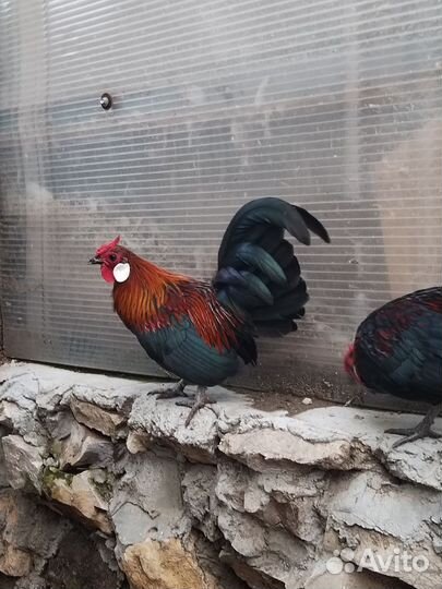 Молодые петухи