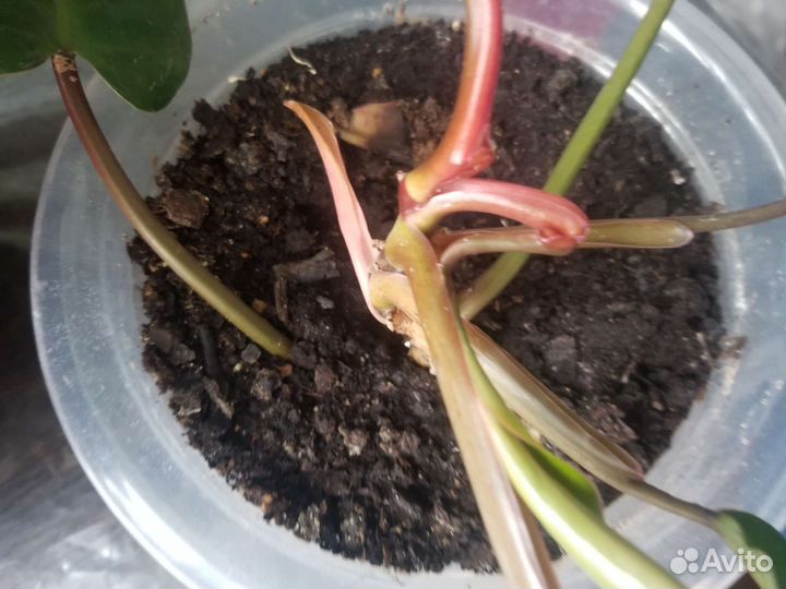 Филодендрон краснеющий