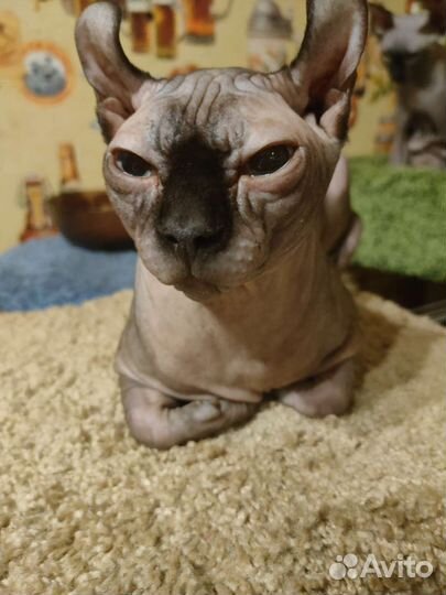 Вязка сфинкс эльф