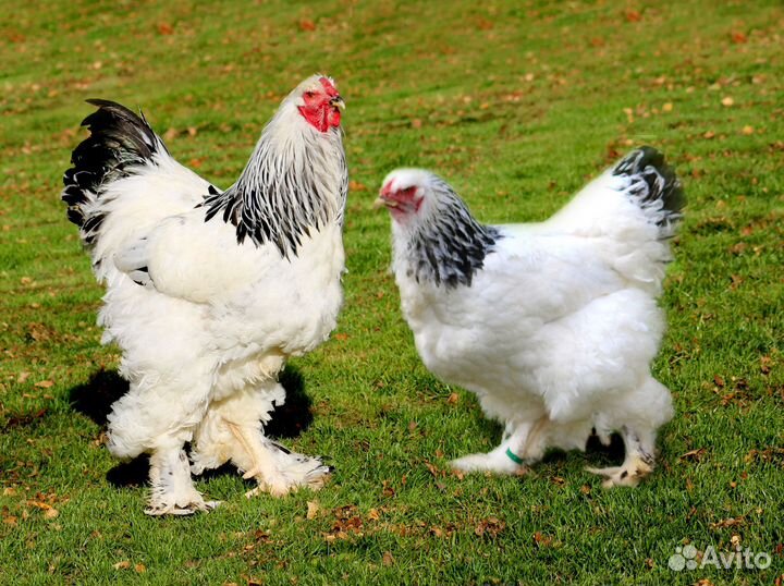 Курицы породистые несушки
