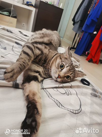 Вязка, очаровательный кот