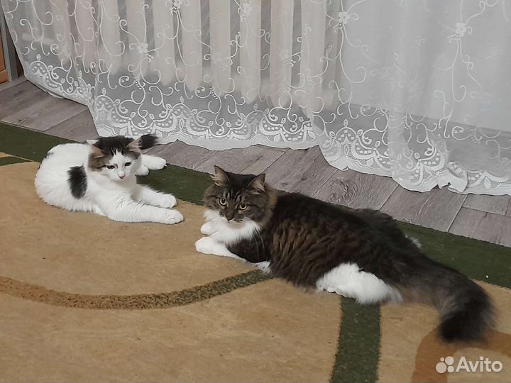 Кошка и кот в дар